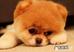 【诊疗攻略大全】如何解决小狗肝硬化腹水