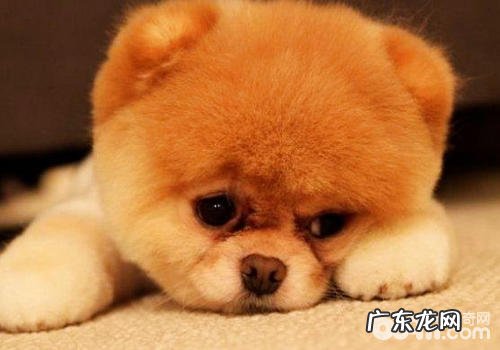 【诊疗攻略大全】如何解决小狗肝硬化腹水