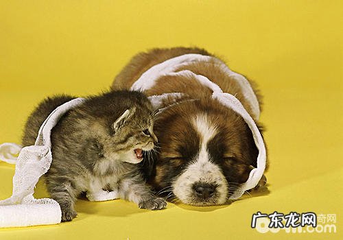 小狗头上墙是面壁思过？