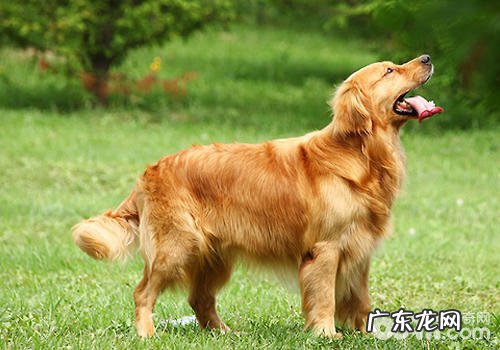 小狗头上墙是面壁思过？