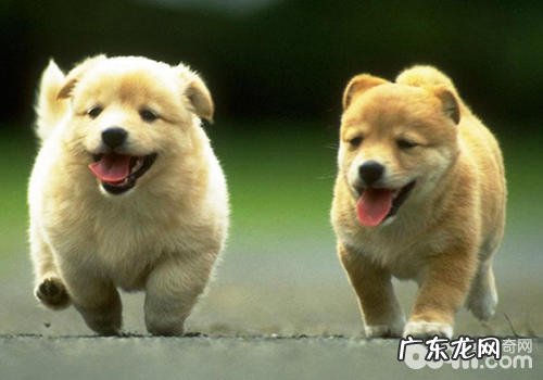 心衰竭并不等于给小狗判死刑