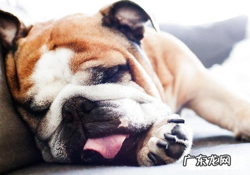 小狗身上出现如何的硬块危险因素小