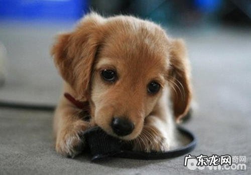 【诊疗攻略大全】怎样帮小狗导尿