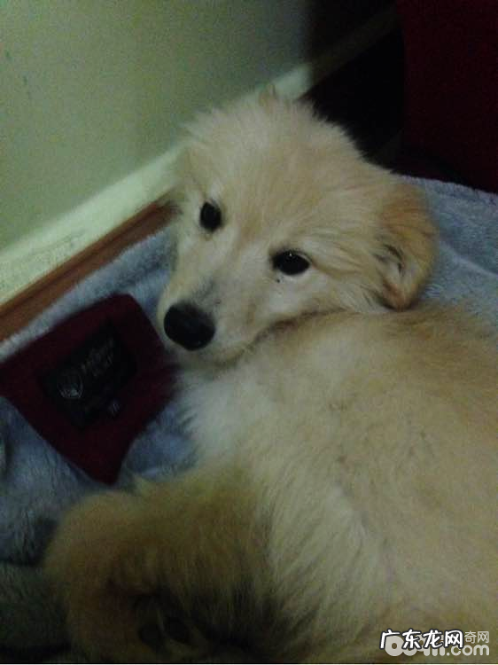 犬牙龈肿痛的医治