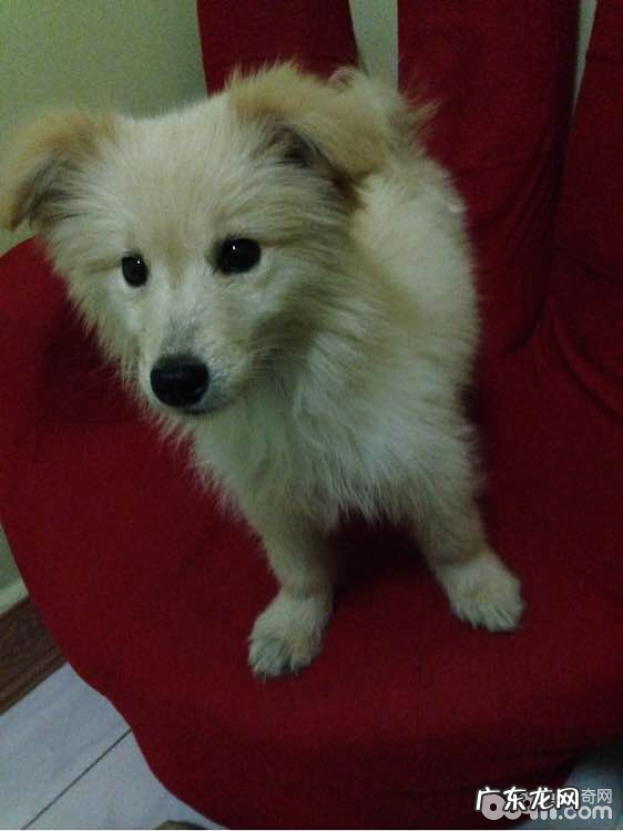 犬牙龈肿痛的医治