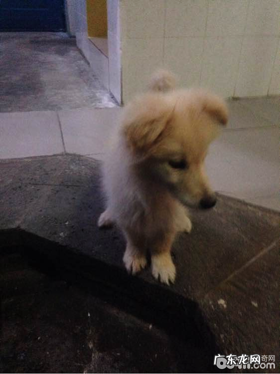 犬牙龈肿痛的医治