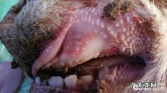 犬牙龈肿痛的医治