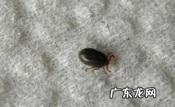 犬长角血蜱的确诊与医治