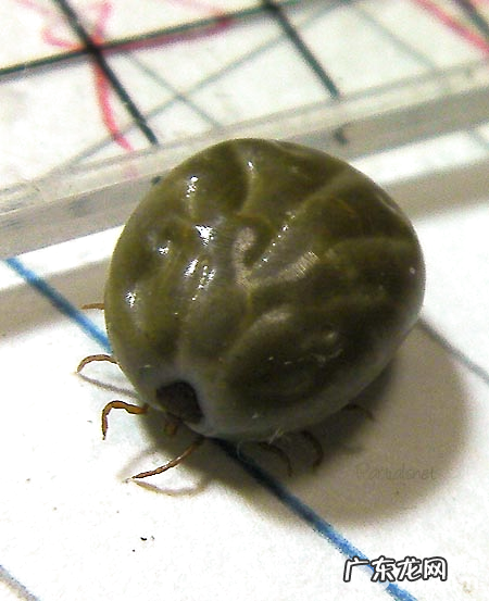 犬长角血蜱的确诊与医治