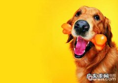 犬麻醉剂方式有几种