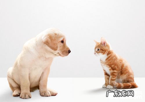 如何辨别兽服药的品质