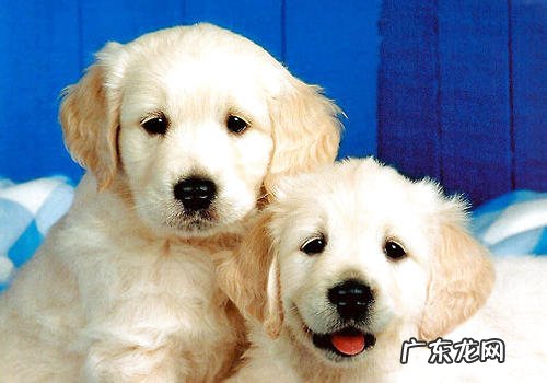 如何辨别兽服药的品质