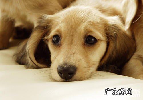 如何处理小狗部分囊肿难题