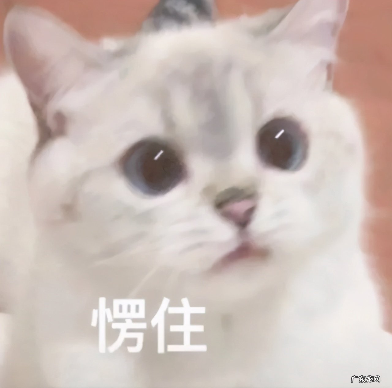 00后“网络黑话”合集 网络上bbs什么意思