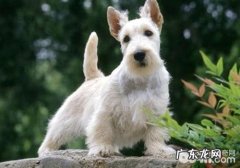 狗狗咳嗽的有关缘故及解决