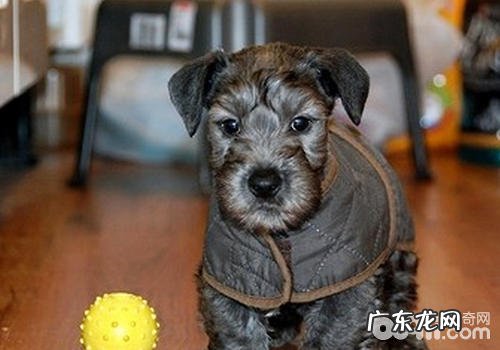 狗狗咳嗽的有关缘故及解决