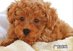 怎样确诊犬恶性肿瘤