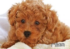 幼狗必须高度重视的难题有什么