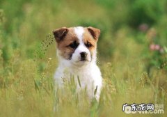 如何避免 小狗过多除毛