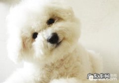 为什么小狗一直舔爪