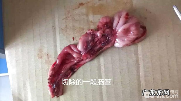 一例小泰迪肠套叠的病例分析