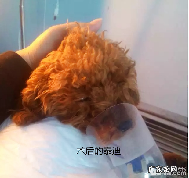 一例小泰迪肠套叠的病例分析