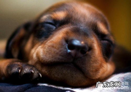 怎么检查小狗的耳孔