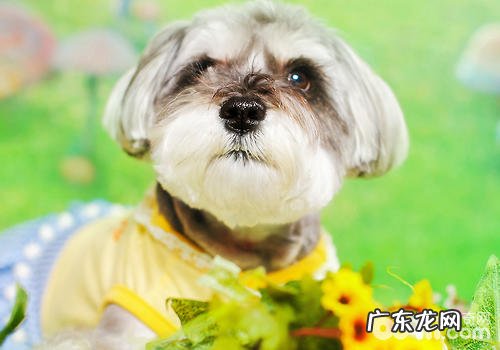 怎么检查小狗的耳孔