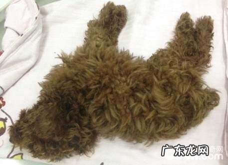 犬鼠药中毒症的病症及医治