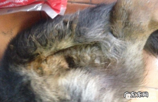 犬鼠药中毒症的病症及医治