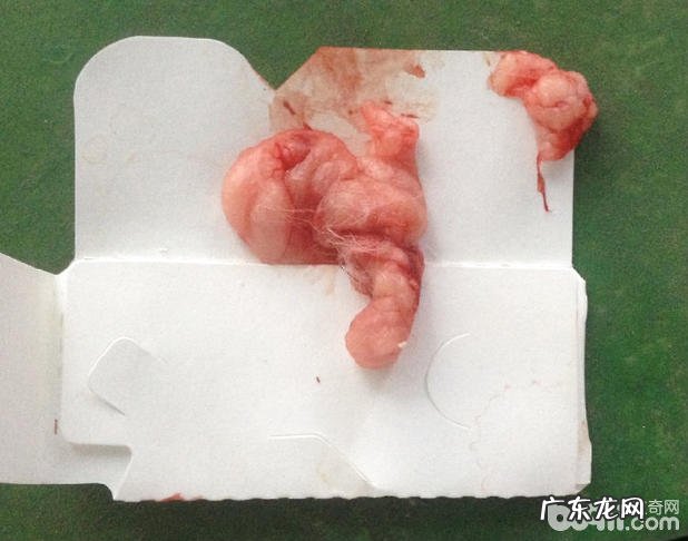 犬脐疝的确诊及手术方法