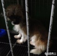 犬脐疝的确诊及手术方法