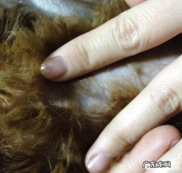 犬脐疝的确诊及手术方法