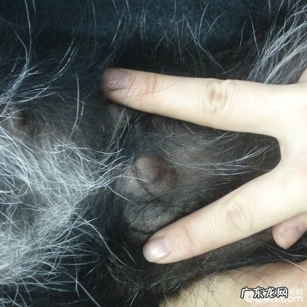 犬脐疝的确诊及手术方法