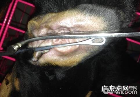 杜宾裁耳术的方式