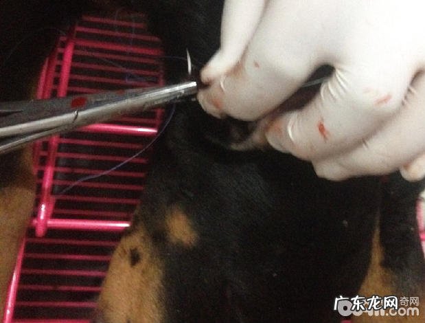 杜宾裁耳术的方式