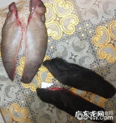 杜宾裁耳术的方式