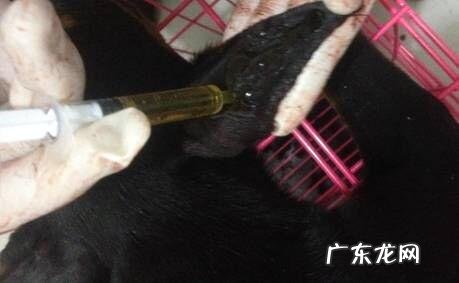 杜宾裁耳术的方式