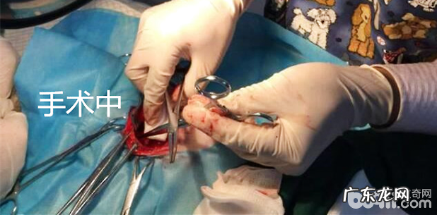 比熊的永久右位主动脉弓病例分析