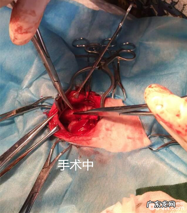 比熊的永久右位主动脉弓病例分析