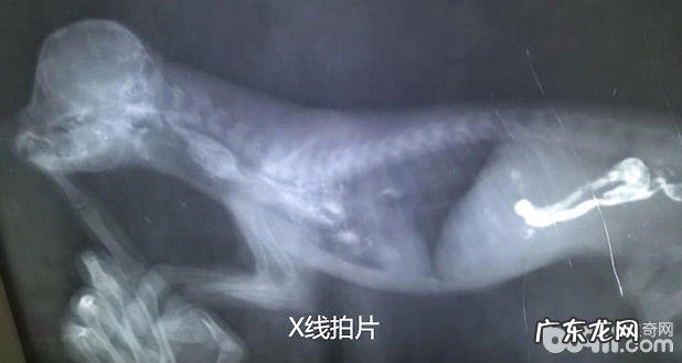 比熊的永久右位主动脉弓病例分析