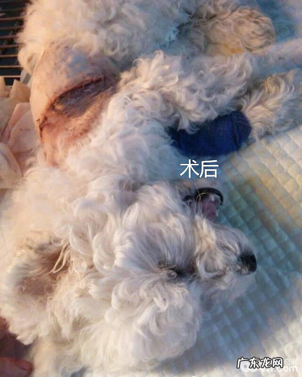 比熊的永久右位主动脉弓病例分析