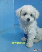 比熊的永久右位主动脉弓病例分析