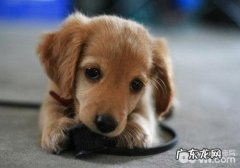 小狗得骨软骨病该怎么办