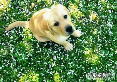 狗狗难产可分成什么状况