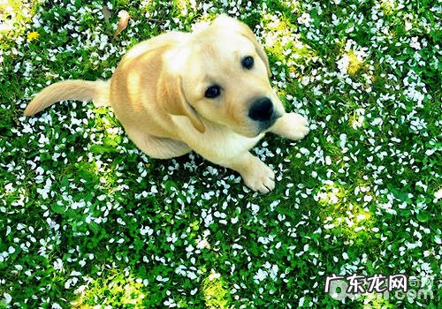 狗狗难产可分成什么状况