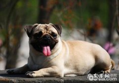 巴哥犬拉肚子要留意什么难题