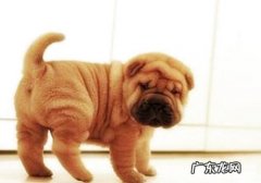 犬上眼睑病症——眼睑内翻