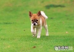 怎么缓解解决狗狗发烧难题