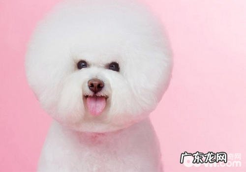 怎么缓解解决狗狗发烧难题